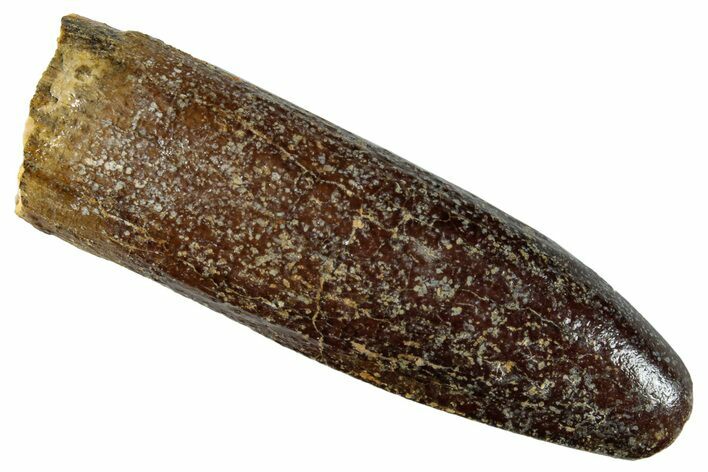 Fossil Sauropod Dinosaur (Titanosaur) Tooth - Morocco #267282